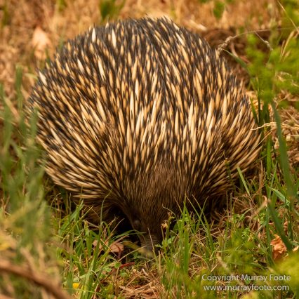 Australia, Birds, Canberra, Crimson Rosella, Cunningham's Skink, Echidna, Fires, Kangaroos, Landscape, Nature, Photography, Shingleback, Smoke, Travel, Wildlife