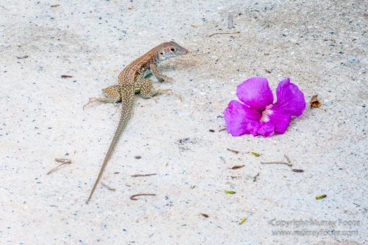 Anse Marcel, Architecture, Fort Louis, Grand Case, Guana Bay, History, Landscape, Le Galion, Orient Bay, Photography, Rotary Bay, Sint Maarten, St Martin, Street photography, Travel