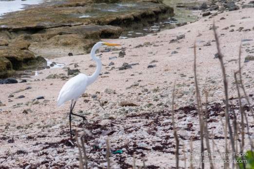 Anse Marcel, Architecture, Fort Louis, Grand Case, Guana Bay, History, Landscape, Le Galion, Orient Bay, Photography, Rotary Bay, Sint Maarten, St Martin, Street photography, Travel