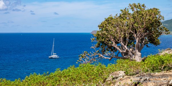 Antigua, Architecture, English Harbour, Fish, Landscape, Nature, Photography, Street photography, Travel, Wildlife