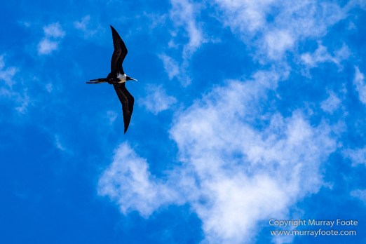 Antigua, Architecture, English Harbour, Fish, Landscape, Nature, Photography, Street photography, Travel, Wildlife