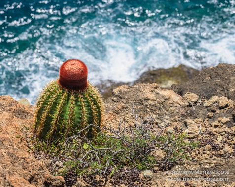 Antigua, Architecture, English Harbour, Fish, Landscape, Nature, Photography, Street photography, Travel, Wildlife