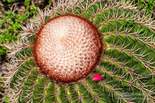 Antigua, Architecture, English Harbour, Fish, Landscape, Nature, Photography, Street photography, Travel, Wildlife