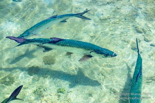 Antigua, Architecture, English Harbour, Fish, Landscape, Nature, Photography, Street photography, Travel, Wildlife
