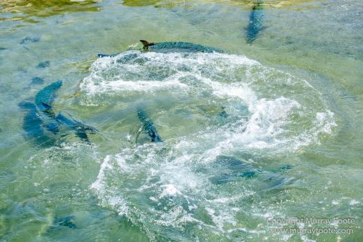 Antigua, Architecture, English Harbour, Fish, Landscape, Nature, Photography, Street photography, Travel, Wildlife