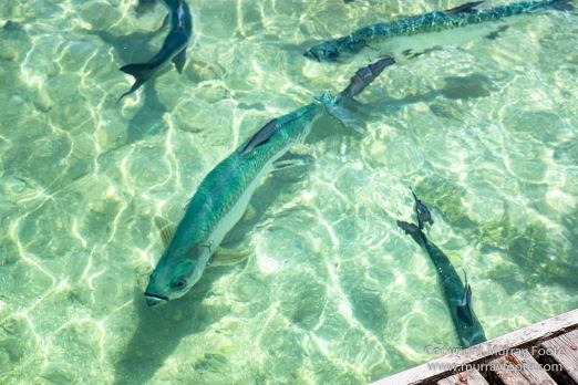 Antigua, Architecture, English Harbour, Fish, Landscape, Nature, Photography, Street photography, Travel, Wildlife