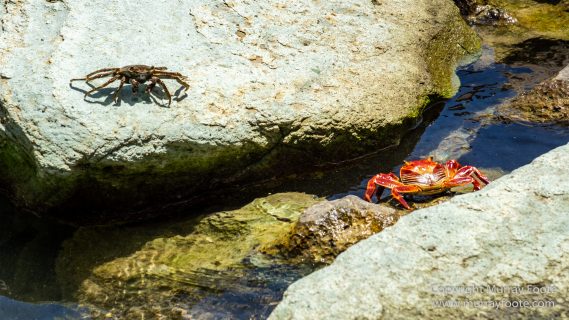 Antigua, Architecture, English Harbour, Fish, Landscape, Nature, Photography, Street photography, Travel, Wildlife