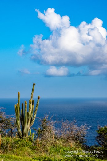 Antigua, Architecture, English Harbour, Fish, Landscape, Nature, Photography, Street photography, Travel, Wildlife