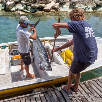 Antigua, Architecture, English Harbour, Fish, Landscape, Nature, Photography, Street photography, Travel, Wildlife