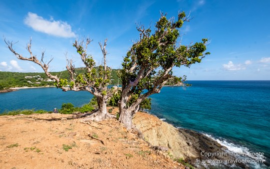 Antigua, Architecture, English Harbour, Fish, Landscape, Nature, Photography, Street photography, Travel, Wildlife