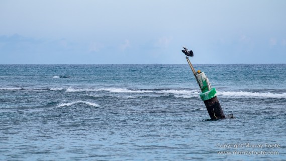 Architecture, Jamaica, Landscape, Nature, Pelicans, Photography, seascape, Street photography, Travel, Treasure Beach, Wildlife