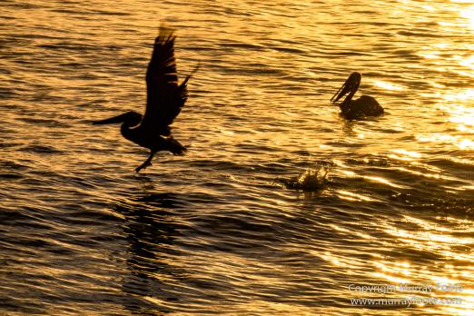 Architecture, Jamaica, Landscape, Nature, Pelicans, Photography, seascape, Street photography, Travel, Treasure Beach, Wildlife