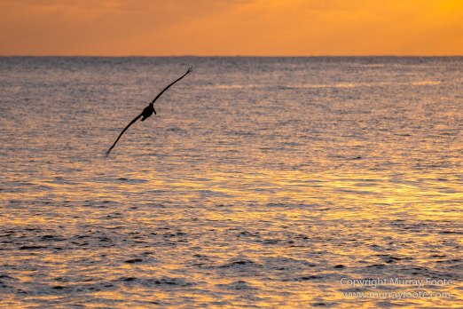 Architecture, Jamaica, Landscape, Nature, Pelicans, Photography, seascape, Street photography, Travel, Treasure Beach, Wildlife