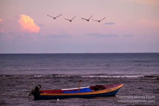 Architecture, Jamaica, Landscape, Nature, Pelicans, Photography, seascape, Street photography, Travel, Treasure Beach, Wildlife