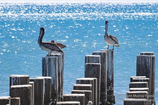 Appleton Estate Rum, Architecture, Jamaica, Landscape, Nature, Pelicans, Photography, seascape, Street photography, Travel, Treasure Beach, Wildlife