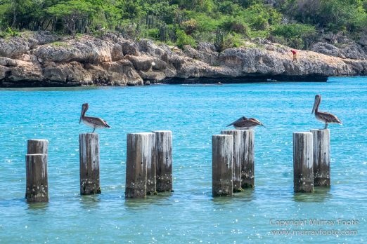 Appleton Estate Rum, Architecture, Jamaica, Landscape, Nature, Pelicans, Photography, seascape, Street photography, Travel, Treasure Beach, Wildlife