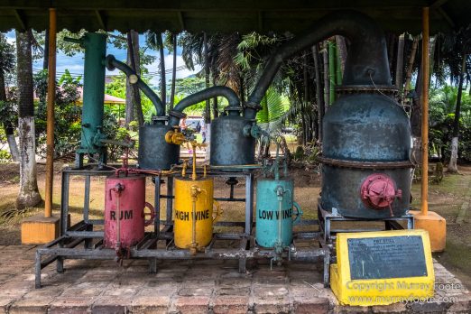 Appleton Estate Rum, Architecture, Jamaica, Landscape, Nature, Pelicans, Photography, seascape, Street photography, Travel, Treasure Beach, Wildlife