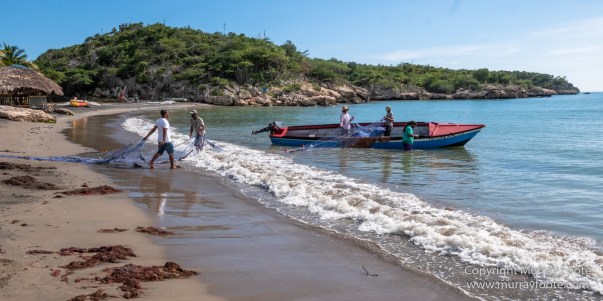 Appleton Estate Rum, Architecture, Jamaica, Landscape, Nature, Pelicans, Photography, seascape, Street photography, Travel, Treasure Beach, Wildlife