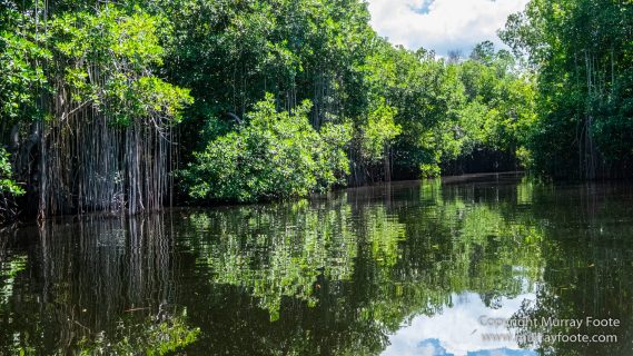 Architecture, Black River, Boats, Cattle Egret, Crocodiles, Jamaica, Landscape, Nature, Photography, seascape, Street photography, Travel, Treasure Beach, Wilderness, Wildlife