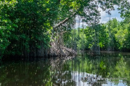 Architecture, Black River, Boats, Cattle Egret, Crocodiles, Jamaica, Landscape, Nature, Photography, seascape, Street photography, Travel, Treasure Beach, Wilderness, Wildlife