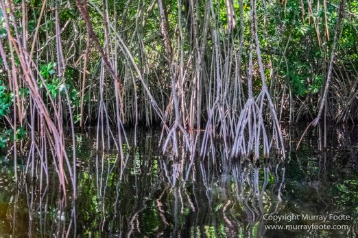 Architecture, Black River, Boats, Cattle Egret, Crocodiles, Jamaica, Landscape, Nature, Photography, seascape, Street photography, Travel, Treasure Beach, Wilderness, Wildlife