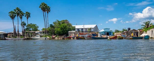 Architecture, Black River, Boats, Cattle Egret, Crocodiles, Jamaica, Landscape, Nature, Photography, seascape, Street photography, Travel, Treasure Beach, Wilderness, Wildlife