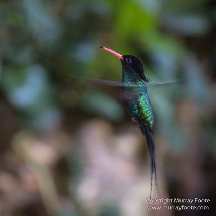 Architecture, Boats, Jamaica, Landscape, Montego Bay, Nature, Photography, seascape, Street photography, Travel, Treasure Beach, Wilderness, Wildlife