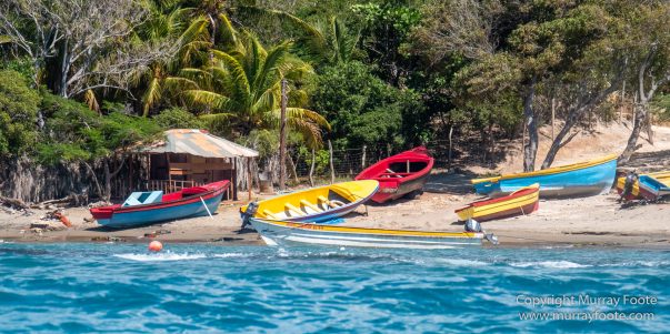 Architecture, Black River, Boats, Cattle Egret, Crocodiles, Jamaica, Landscape, Nature, Photography, seascape, Street photography, Travel, Treasure Beach, Wilderness, Wildlife