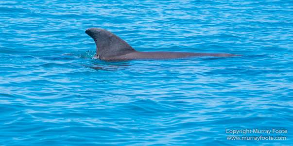 Architecture, Black River, Boats, Cattle Egret, Crocodiles, Jamaica, Landscape, Nature, Photography, seascape, Street photography, Travel, Treasure Beach, Wilderness, Wildlife