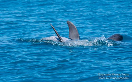 Architecture, Black River, Boats, Cattle Egret, Crocodiles, Jamaica, Landscape, Nature, Photography, seascape, Street photography, Travel, Treasure Beach, Wilderness, Wildlife