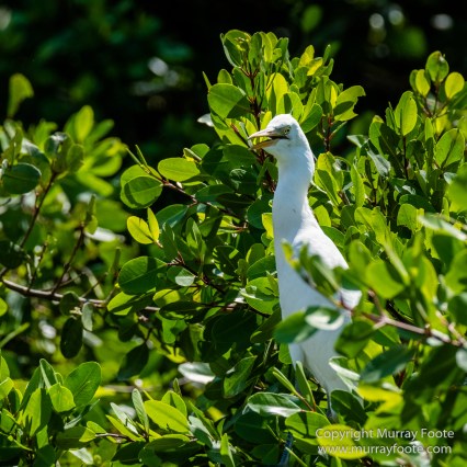 Architecture, Black River, Boats, Cattle Egret, Crocodiles, Jamaica, Landscape, Nature, Photography, seascape, Street photography, Travel, Treasure Beach, Wilderness, Wildlife