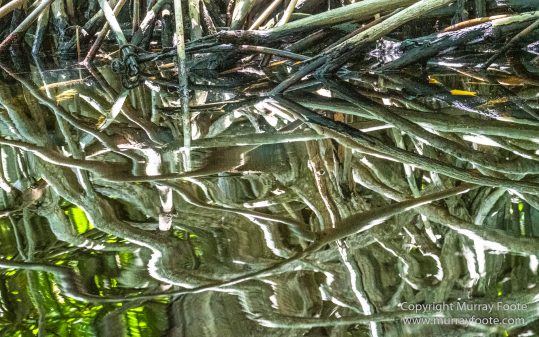 Architecture, Black River, Boats, Cattle Egret, Crocodiles, Jamaica, Landscape, Nature, Photography, seascape, Street photography, Travel, Treasure Beach, Wilderness, Wildlife