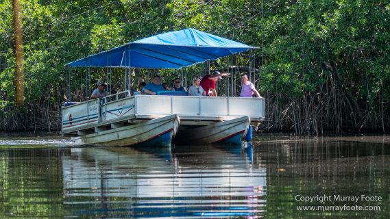 Architecture, Black River, Boats, Cattle Egret, Crocodiles, Jamaica, Landscape, Nature, Photography, seascape, Street photography, Travel, Treasure Beach, Wilderness, Wildlife