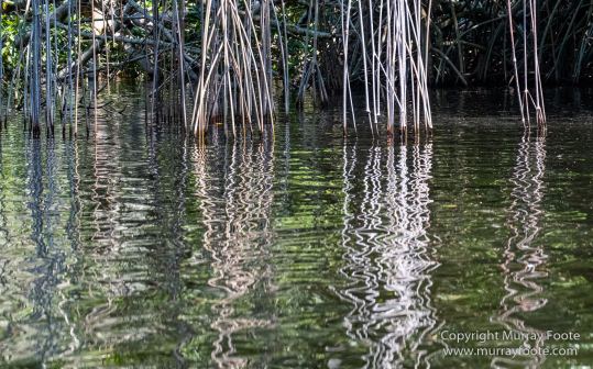 Architecture, Black River, Boats, Cattle Egret, Crocodiles, Jamaica, Landscape, Nature, Photography, seascape, Street photography, Travel, Treasure Beach, Wilderness, Wildlife