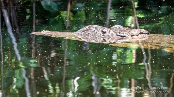 Architecture, Black River, Boats, Cattle Egret, Crocodiles, Jamaica, Landscape, Nature, Photography, seascape, Street photography, Travel, Treasure Beach, Wilderness, Wildlife