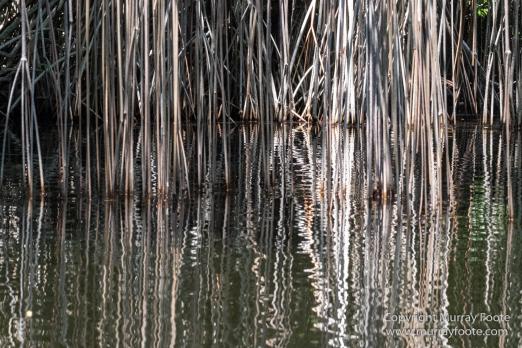 Architecture, Black River, Boats, Cattle Egret, Crocodiles, Jamaica, Landscape, Nature, Photography, seascape, Street photography, Travel, Treasure Beach, Wilderness, Wildlife