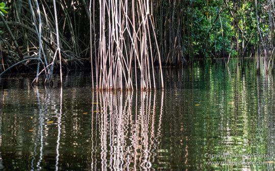 Architecture, Black River, Boats, Cattle Egret, Crocodiles, Jamaica, Landscape, Nature, Photography, seascape, Street photography, Travel, Treasure Beach, Wilderness, Wildlife