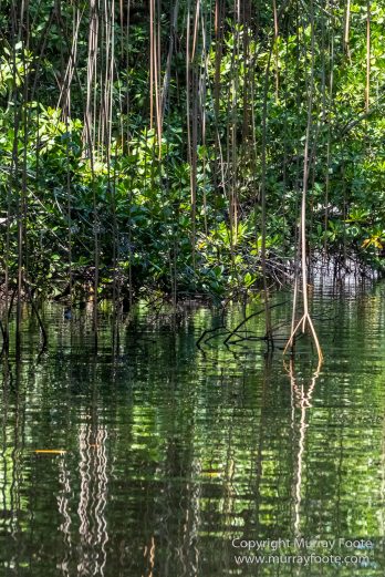 Architecture, Black River, Boats, Cattle Egret, Crocodiles, Jamaica, Landscape, Nature, Photography, seascape, Street photography, Travel, Treasure Beach, Wilderness, Wildlife