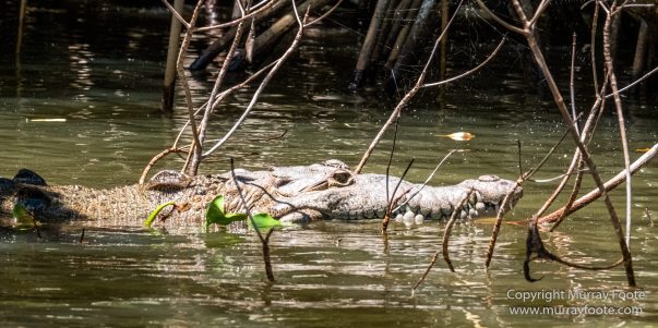 Architecture, Black River, Boats, Cattle Egret, Crocodiles, Jamaica, Landscape, Nature, Photography, seascape, Street photography, Travel, Treasure Beach, Wilderness, Wildlife
