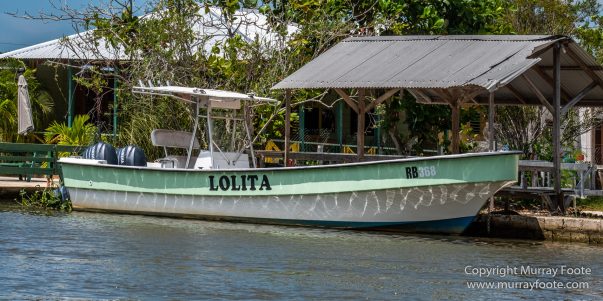 Architecture, Black River, Boats, Cattle Egret, Crocodiles, Jamaica, Landscape, Nature, Photography, seascape, Street photography, Travel, Treasure Beach, Wilderness, Wildlife