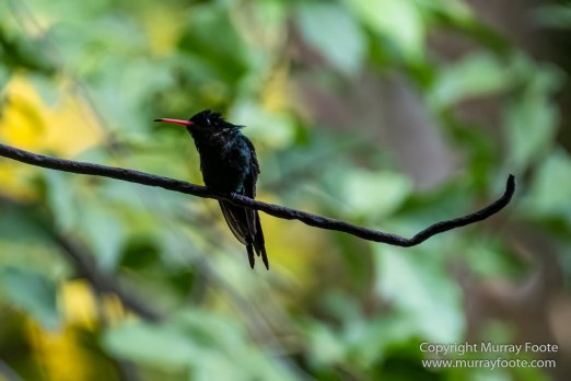 Architecture, Boats, Jamaica, Landscape, Montego Bay, Nature, Photography, seascape, Street photography, Travel, Treasure Beach, Wilderness, Wildlife
