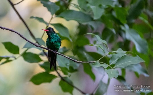 Architecture, Boats, Jamaica, Landscape, Montego Bay, Nature, Photography, seascape, Street photography, Travel, Treasure Beach, Wilderness, Wildlife