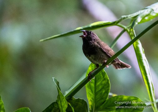 Architecture, Boats, Jamaica, Landscape, Montego Bay, Nature, Photography, seascape, Street photography, Travel, Treasure Beach, Wilderness, Wildlife