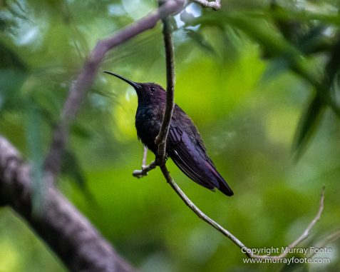 Architecture, Boats, Jamaica, Landscape, Montego Bay, Nature, Photography, seascape, Street photography, Travel, Treasure Beach, Wilderness, Wildlife