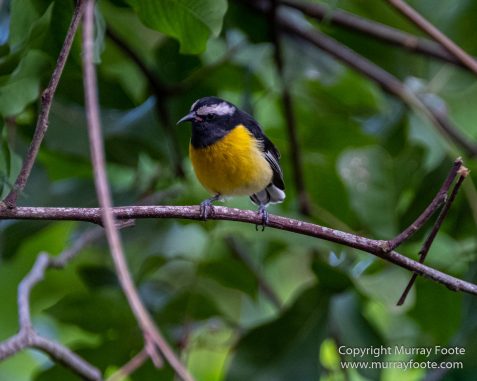 Architecture, Boats, Jamaica, Landscape, Montego Bay, Nature, Photography, seascape, Street photography, Travel, Treasure Beach, Wilderness, Wildlife