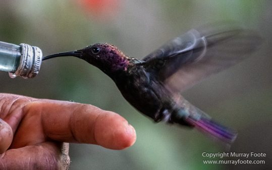 Architecture, Boats, Jamaica, Landscape, Montego Bay, Nature, Photography, seascape, Street photography, Travel, Treasure Beach, Wilderness, Wildlife