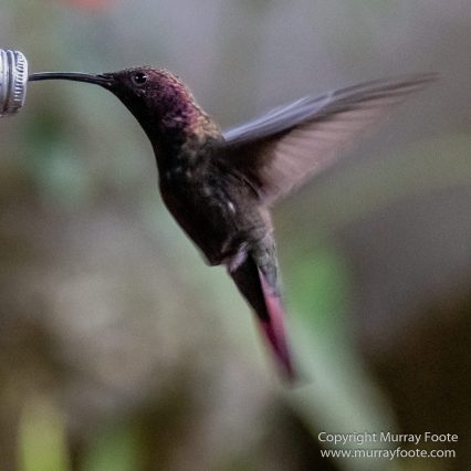 Architecture, Boats, Jamaica, Landscape, Montego Bay, Nature, Photography, seascape, Street photography, Travel, Treasure Beach, Wilderness, Wildlife