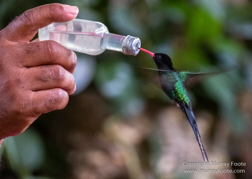 Architecture, Boats, Jamaica, Landscape, Montego Bay, Nature, Photography, seascape, Street photography, Travel, Treasure Beach, Wilderness, Wildlife