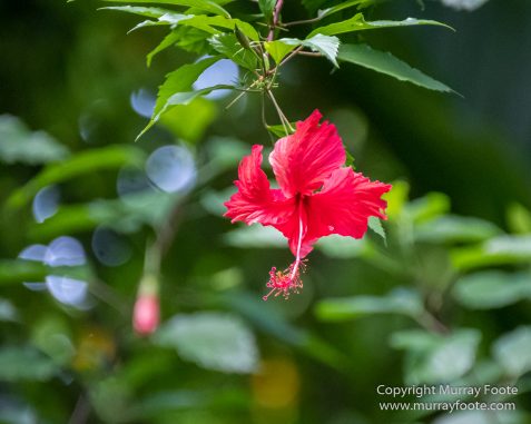 Architecture, Boats, Jamaica, Landscape, Montego Bay, Nature, Photography, seascape, Street photography, Travel, Treasure Beach, Wilderness, Wildlife
