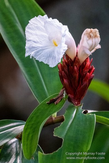 Architecture, Boats, Jamaica, Landscape, Montego Bay, Nature, Photography, seascape, Street photography, Travel, Treasure Beach, Wilderness, Wildlife